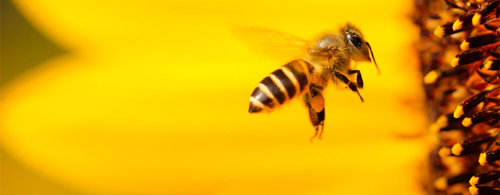 Why bees are so important to the environment