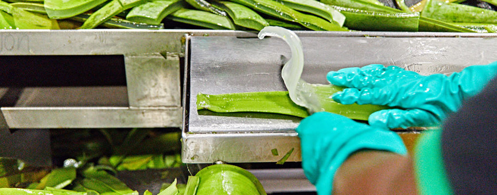 Banner image for the article All About Aloe Vera