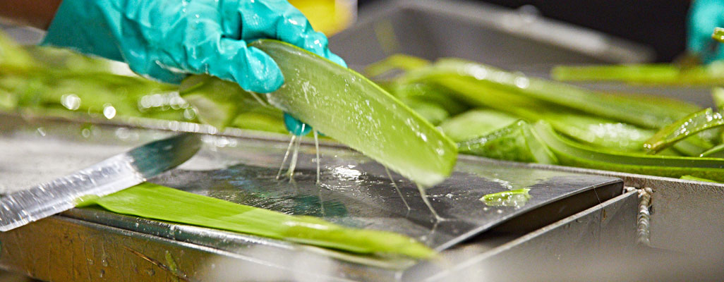 Inner leaf aloe gel from an Aloe Barbadensis Miller plant is beneficial when consumed as a drink or when used as a topical product, so what exactly can aloe do to boost your lifestyle?