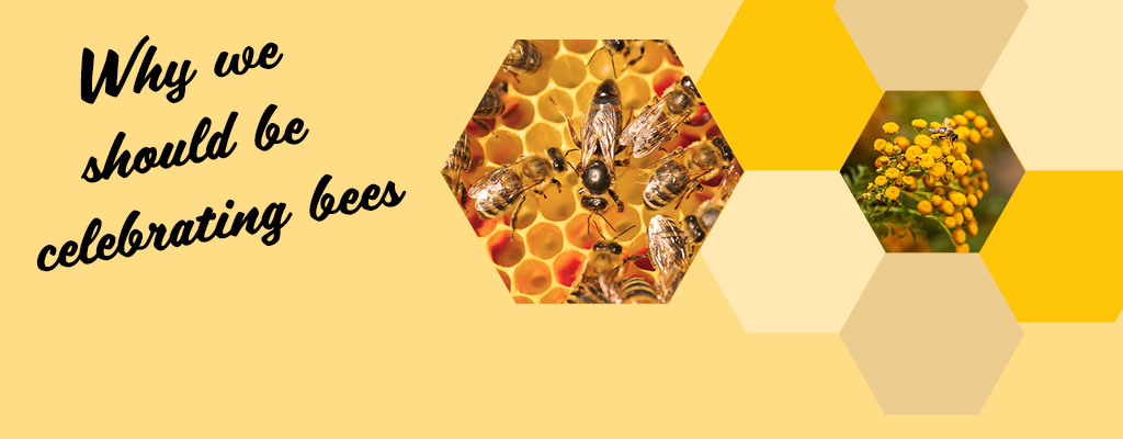 It’s fair to say that not everyone is a fan of the humble honeybee. Bees can make a grown man run a mile but there is also a very real concern for the diminishing honeybee population.