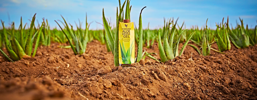 Forever Living is passionate about its products, and in particular its flagship product Forever Aloe Vera Gel.