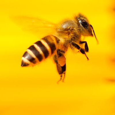 For us bees are a crucial part of Forever and our bee products but they are also so important to the environment. Find out why here.